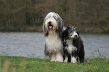 BEARDED COLLIE 295